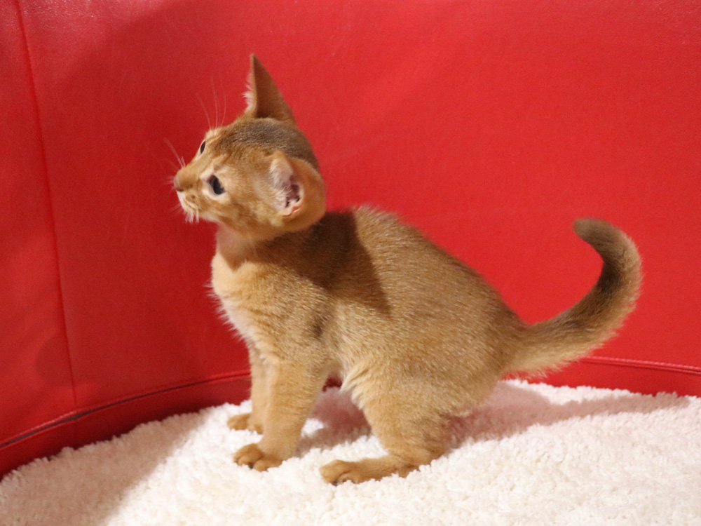 アビシニアンの子猫画像