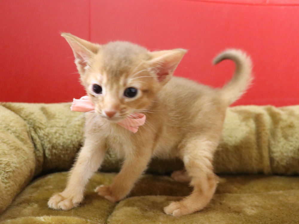 アビシニアンの子猫画像