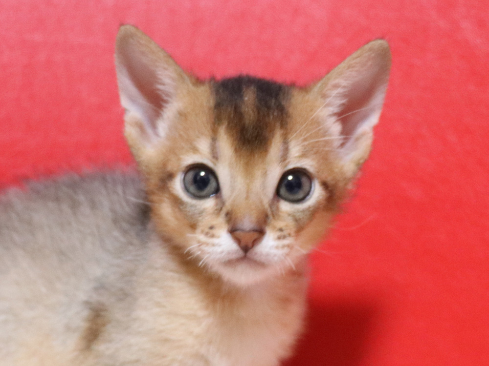 アビシニアンの子猫画像
