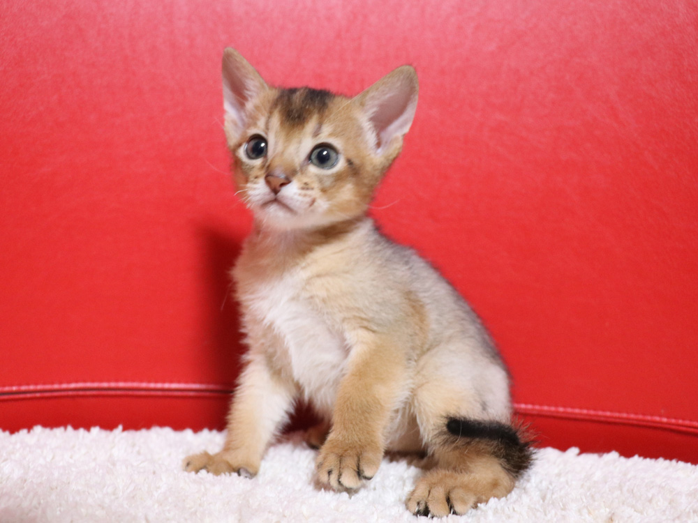 アビシニアンの子猫画像