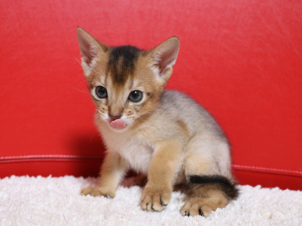 アビシニアンの子猫画像