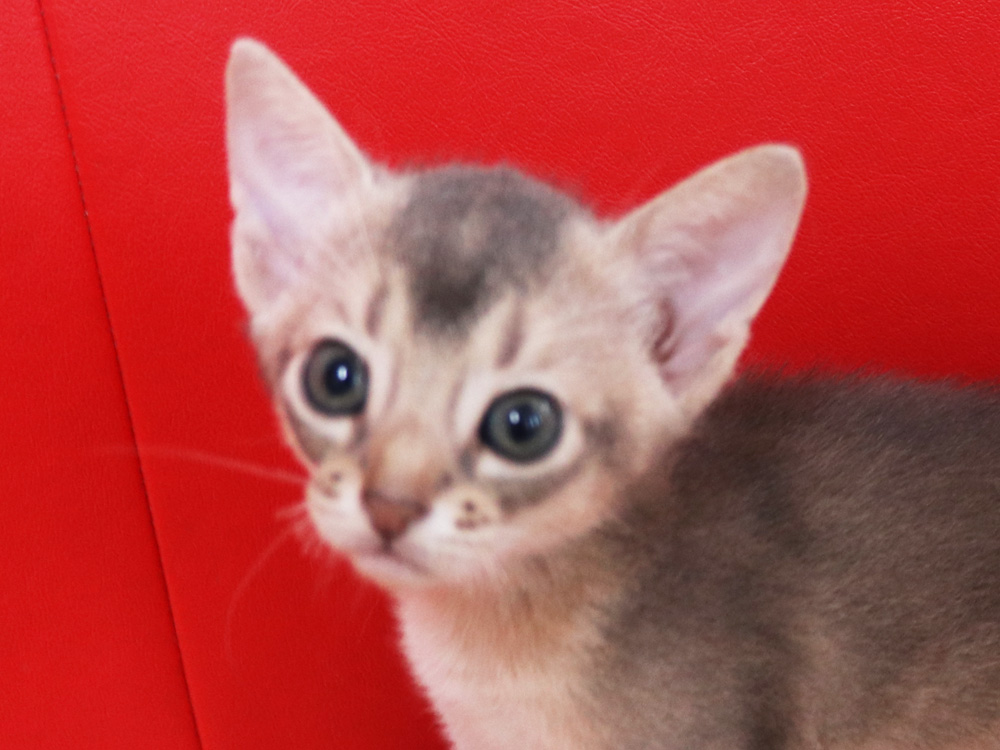 アビシニアンの子猫画像