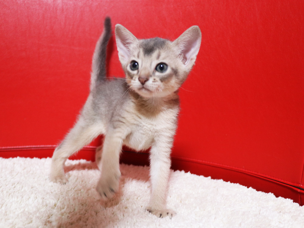 アビシニアンの子猫画像