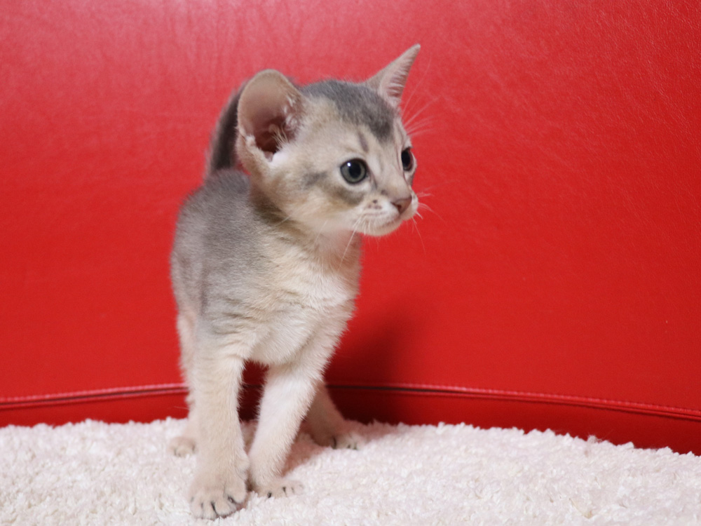 アビシニアンの子猫画像