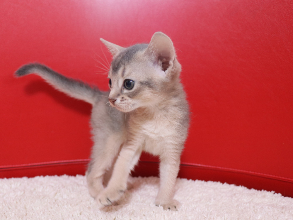 アビシニアンの子猫画像
