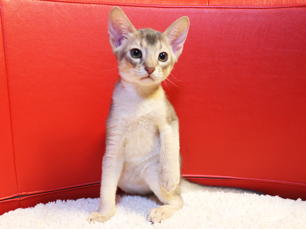 アビシニアンの子猫画像