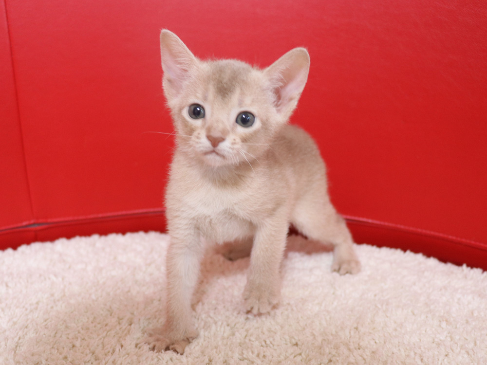 アビシニアンの子猫画像