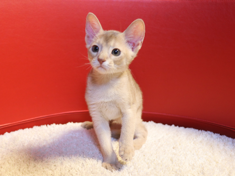 アビシニアンの子猫画像