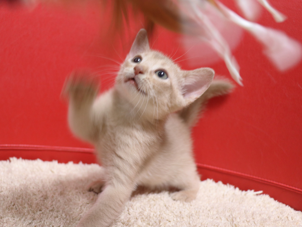 アビシニアンの子猫画像
