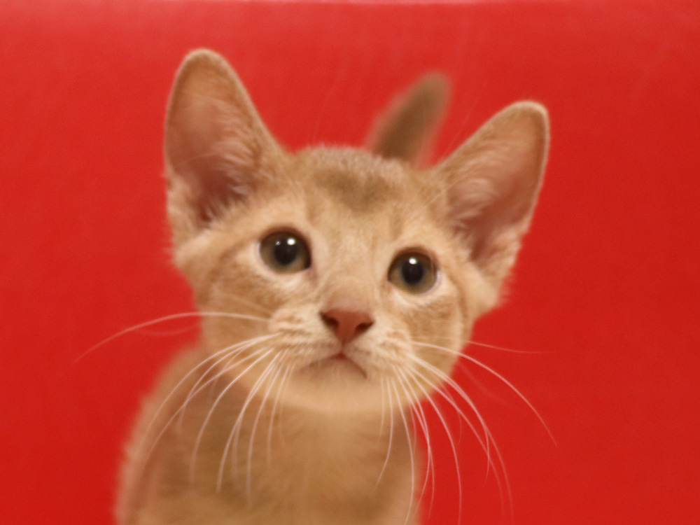 アビシニアンの子猫画像