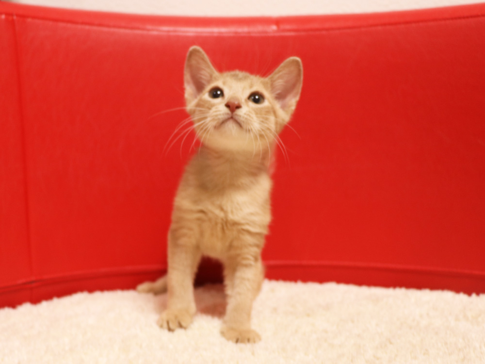 アビシニアンの子猫画像