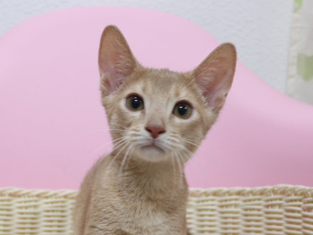 アビシニアンの子猫画像