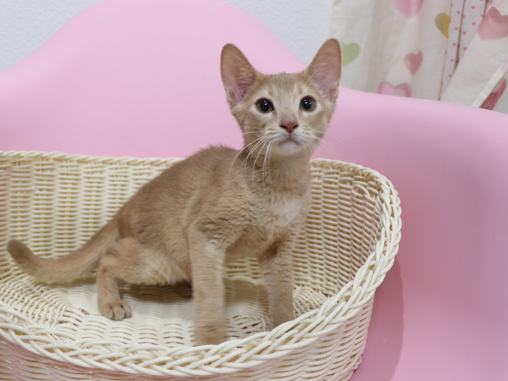 アビシニアンの子猫画像