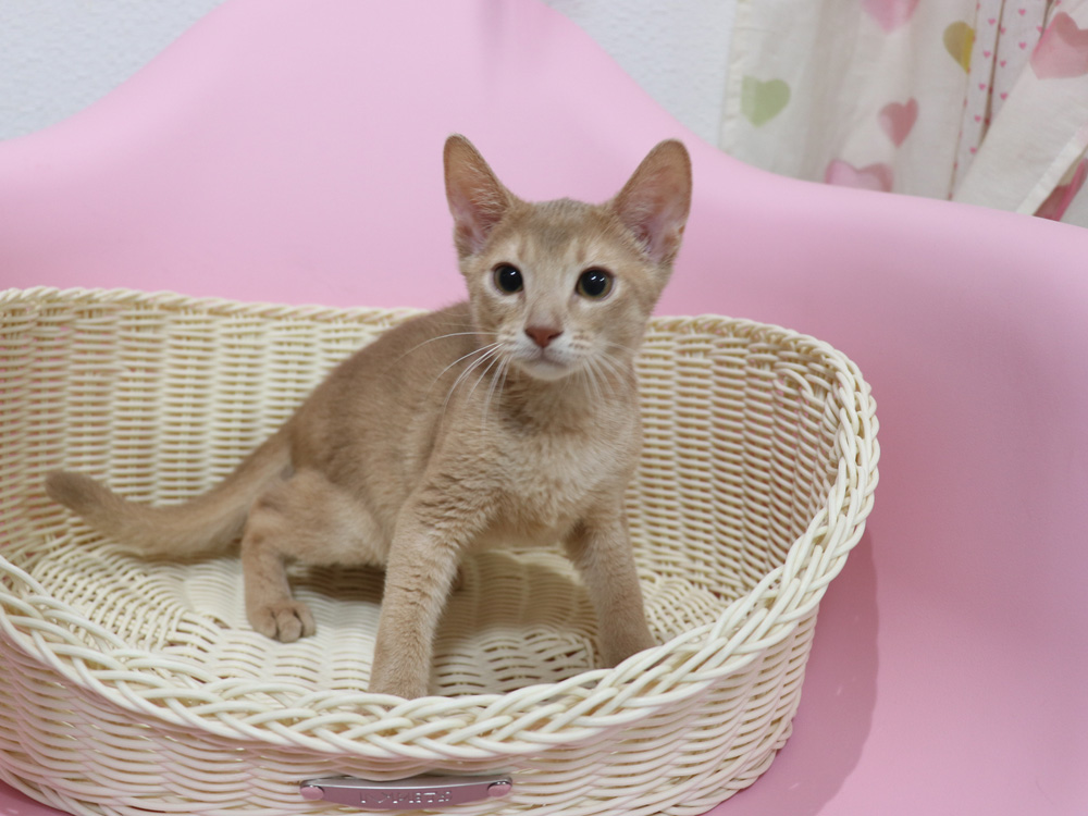アビシニアンの子猫画像
