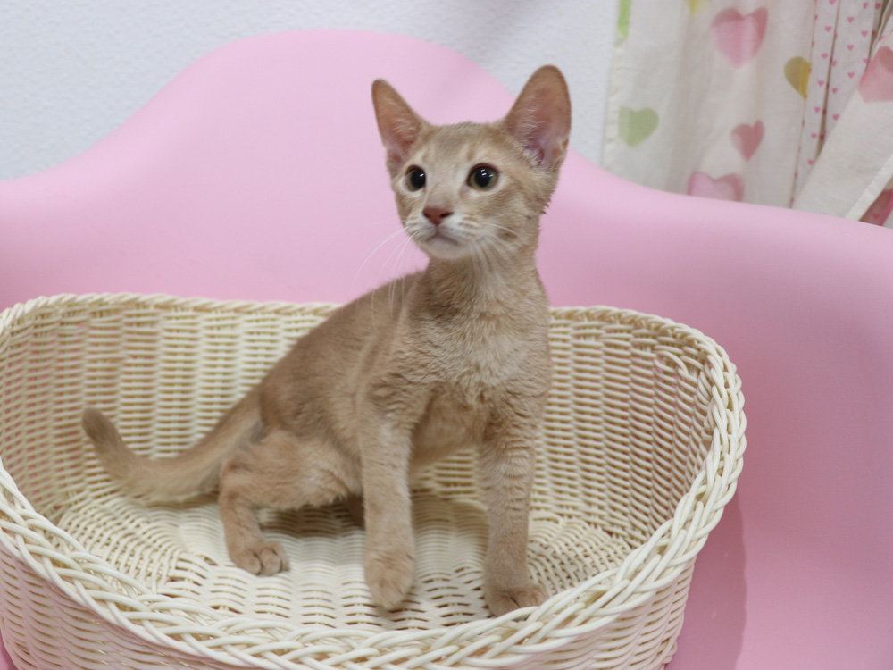 アビシニアンの子猫画像
