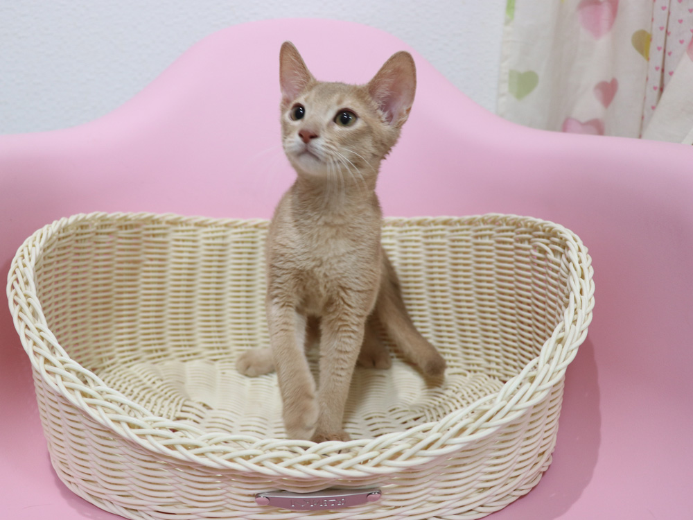 アビシニアンの子猫画像