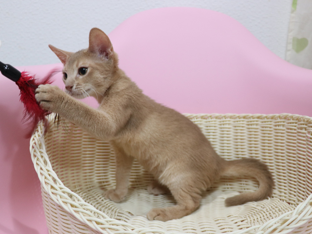 アビシニアンの子猫画像