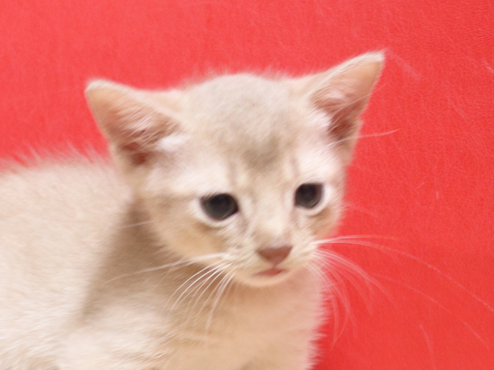 アビシニアンの子猫画像