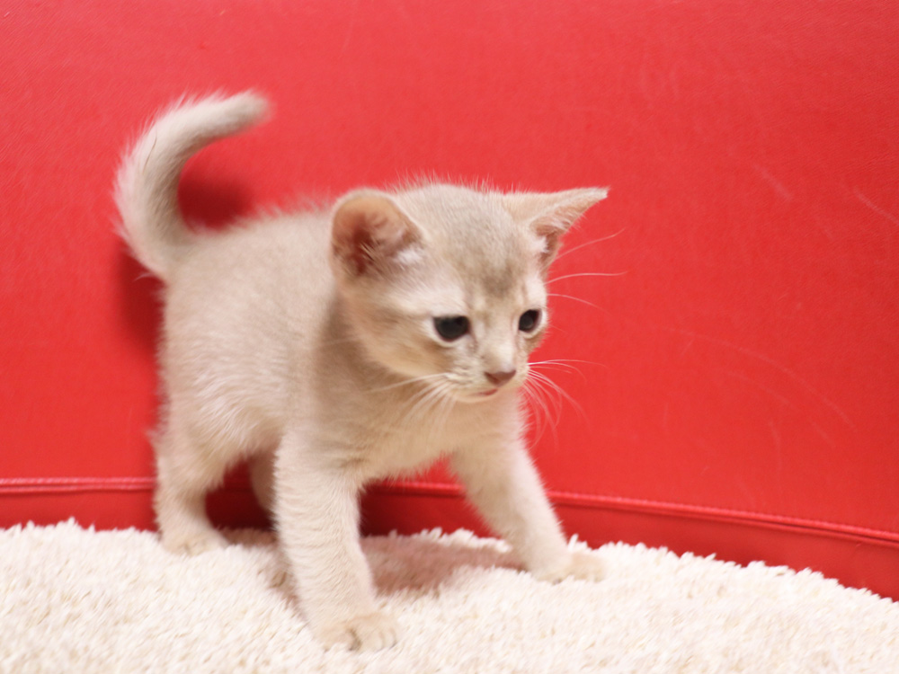 アビシニアンの子猫画像