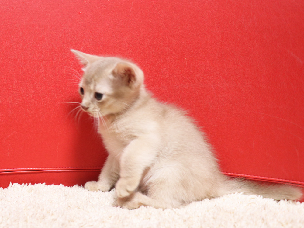アビシニアンの子猫画像