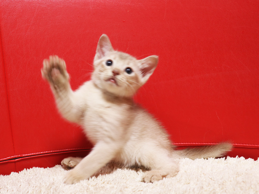アビシニアンの子猫画像