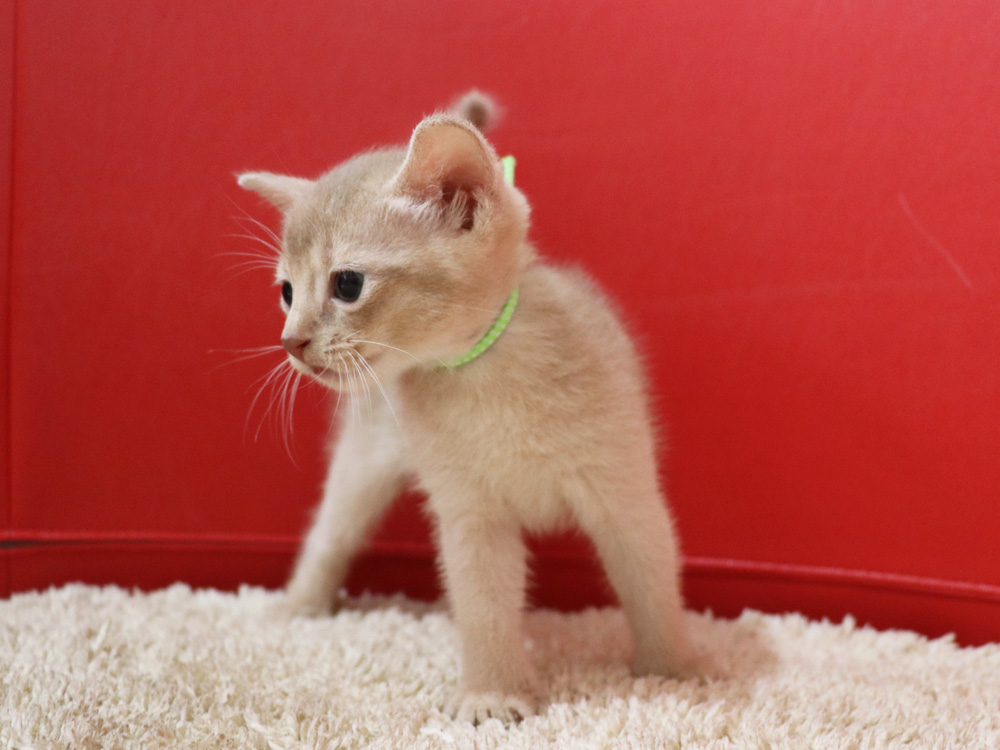 アビシニアンの子猫画像