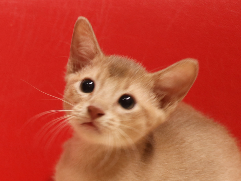 アビシニアンの子猫画像