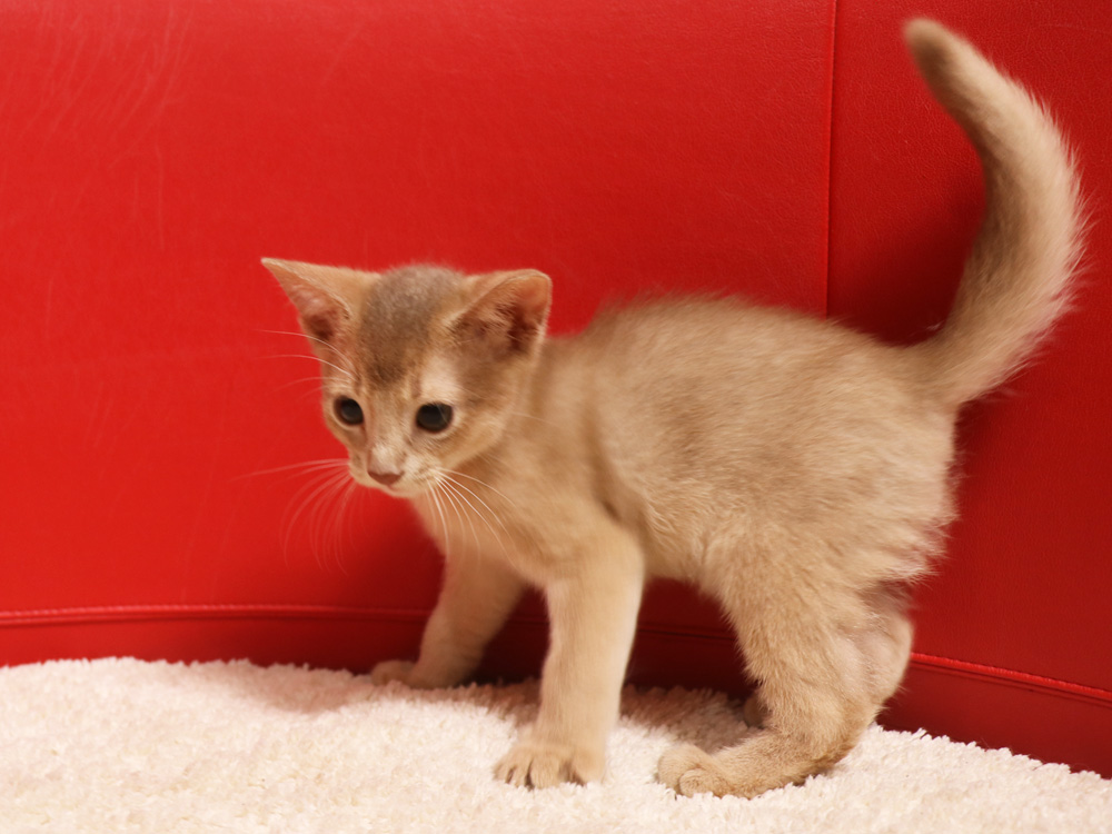 アビシニアンの子猫画像