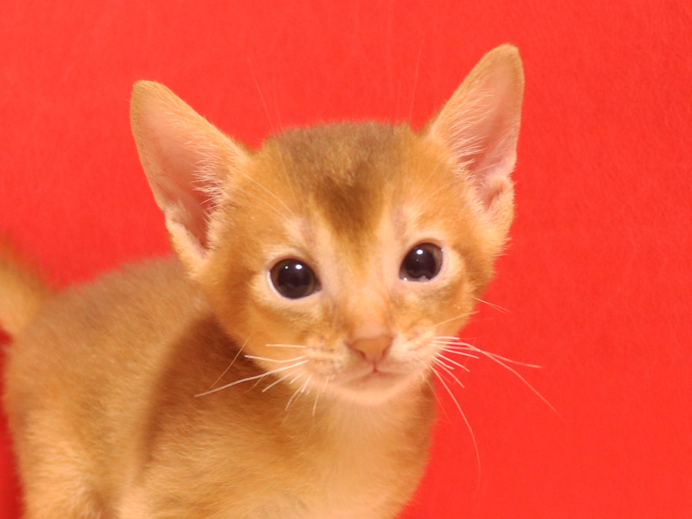 アビシニアンの子猫画像