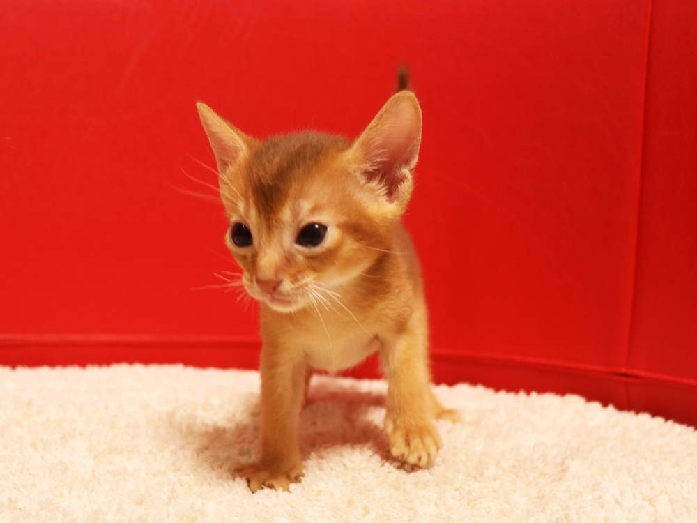 アビシニアンの子猫画像
