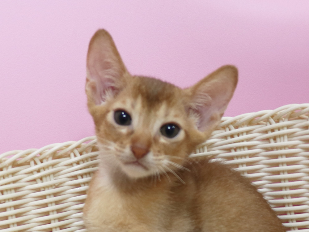 アビシニアンの子猫画像