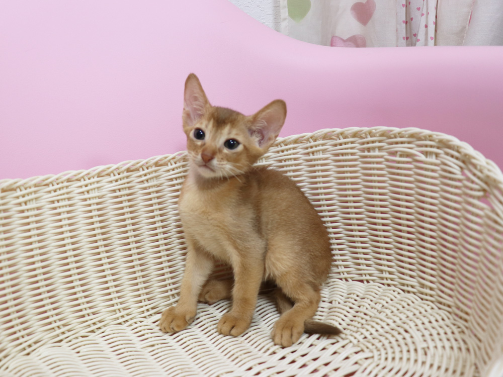 アビシニアンの子猫画像