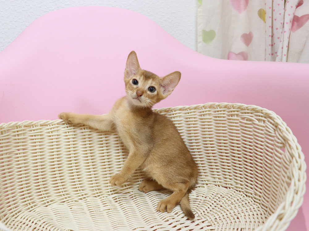 アビシニアンの子猫画像