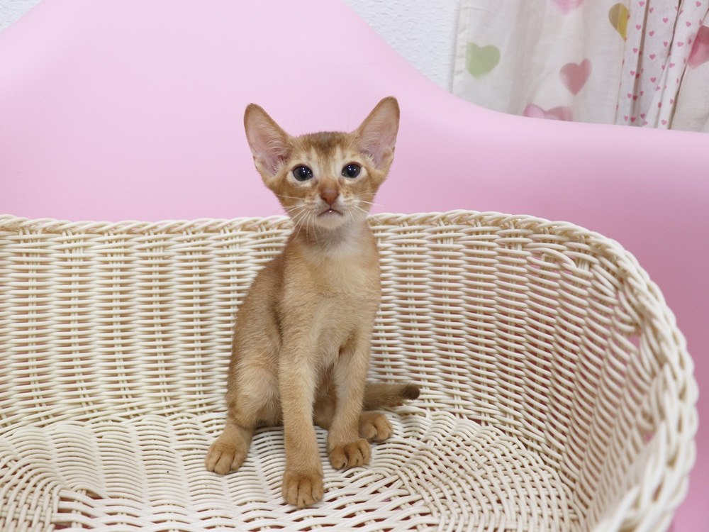 アビシニアンの子猫画像