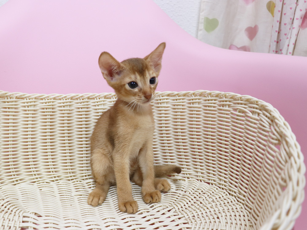 アビシニアンの子猫画像