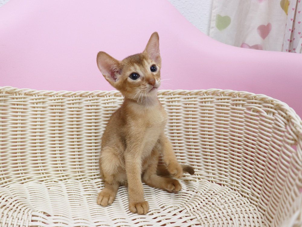 アビシニアンの子猫画像