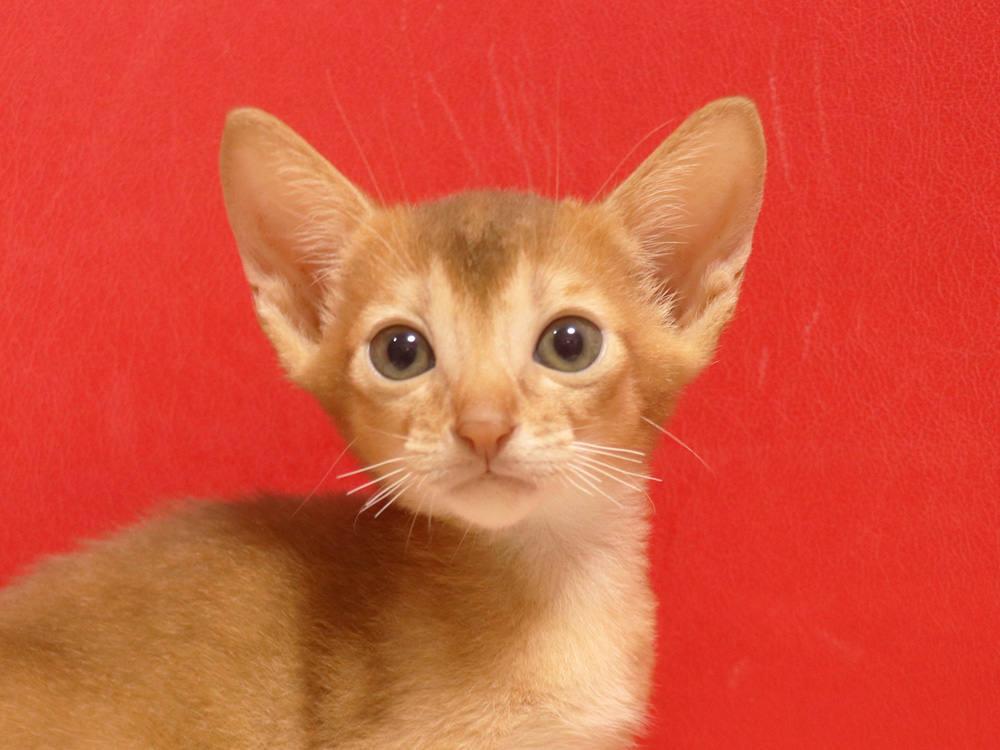 アビシニアンの子猫画像