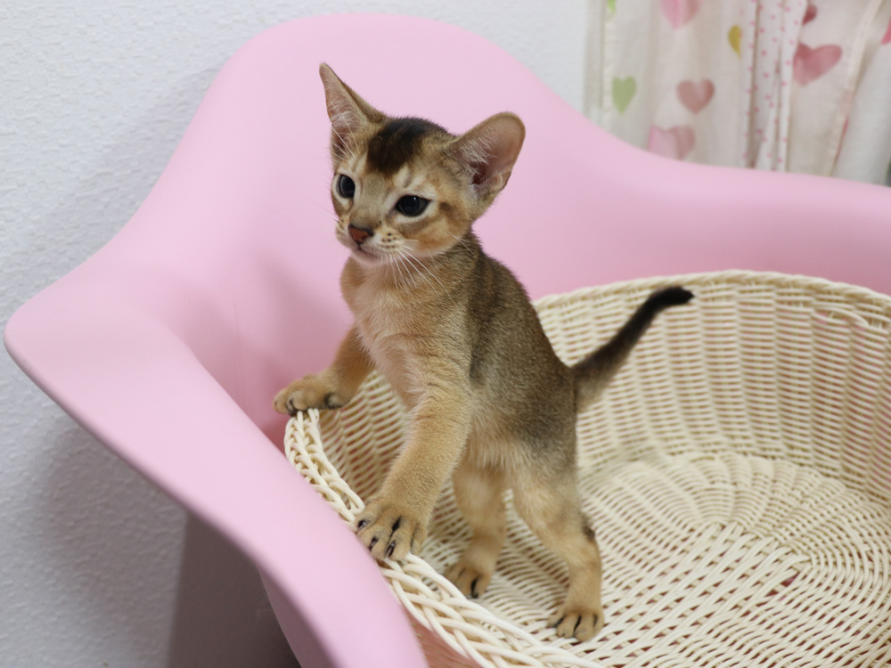 アビシニアンの子猫画像