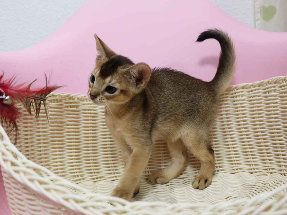 アビシニアンの子猫画像