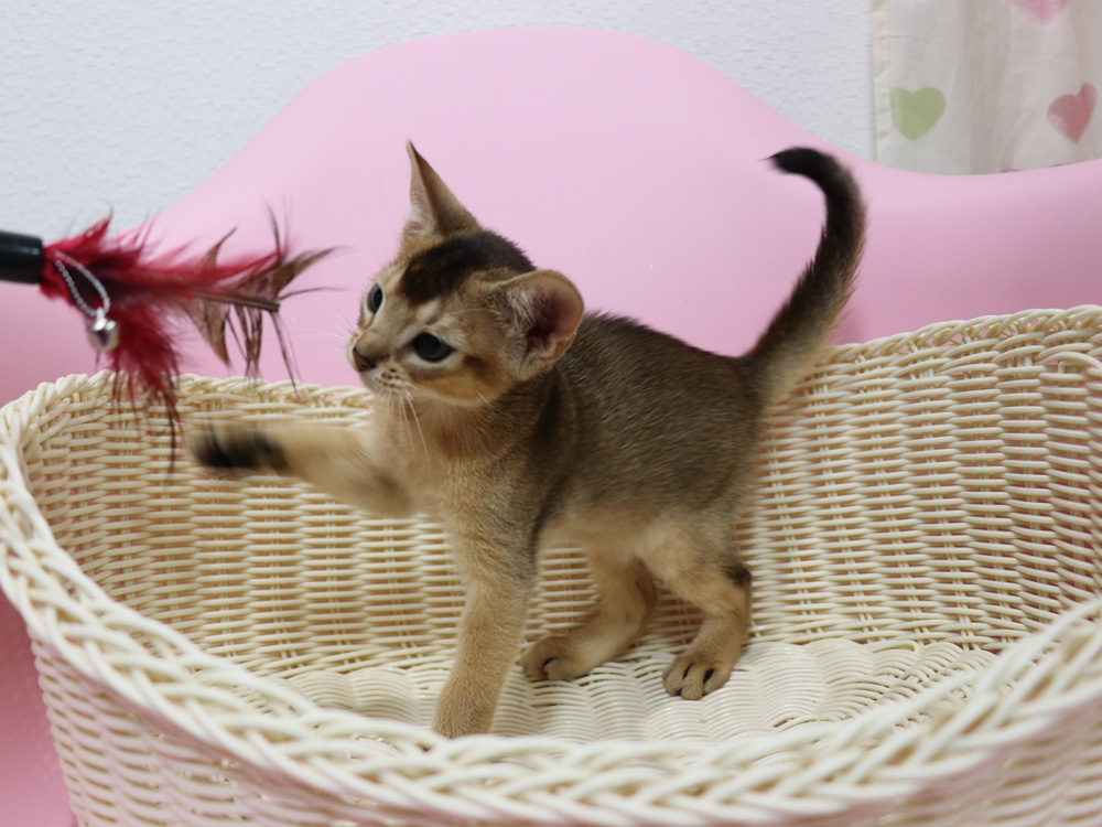 アビシニアンの子猫画像