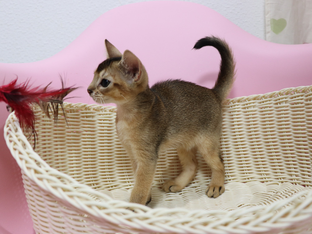 アビシニアンの子猫画像