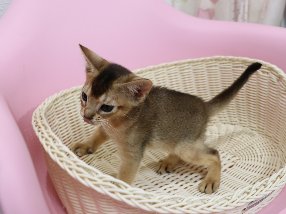 アビシニアンの子猫画像