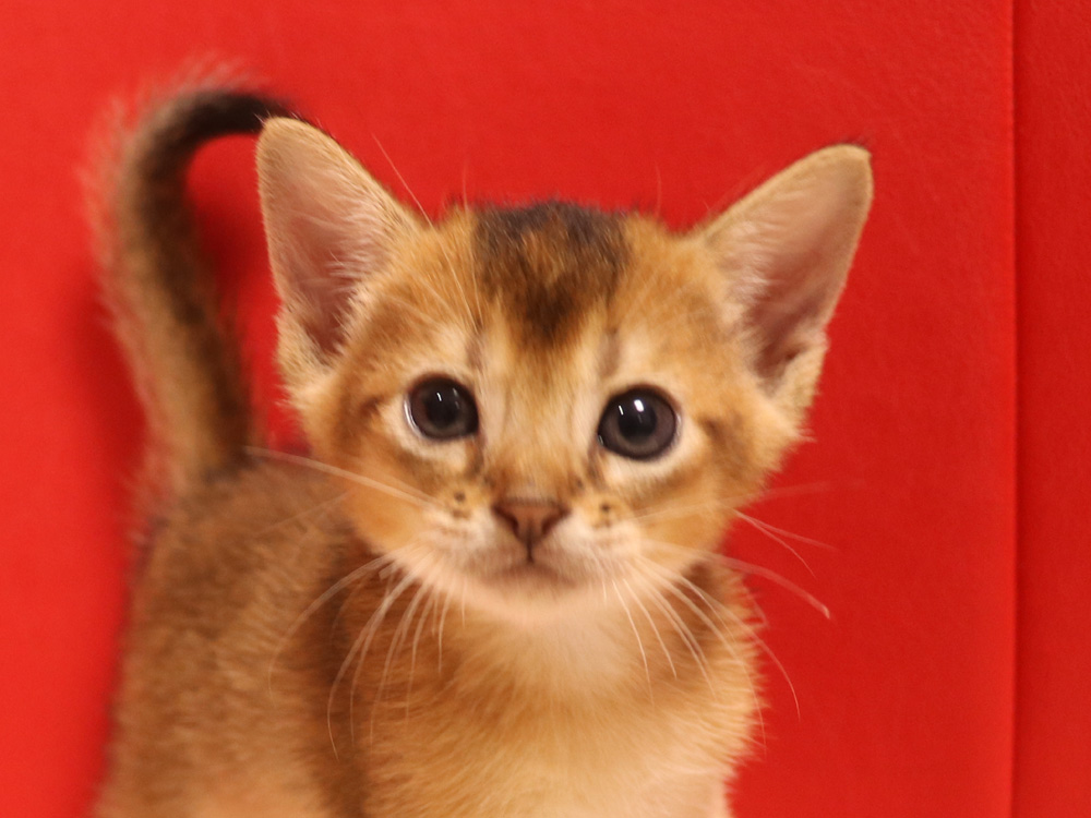 アビシニアンの子猫画像