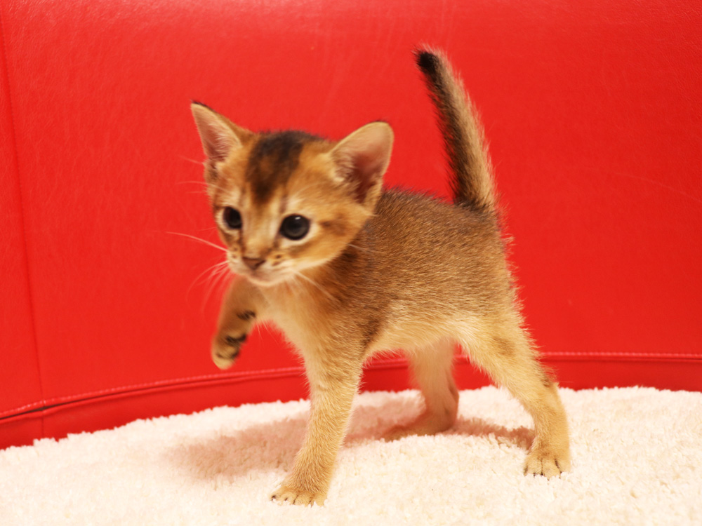 アビシニアンの子猫画像