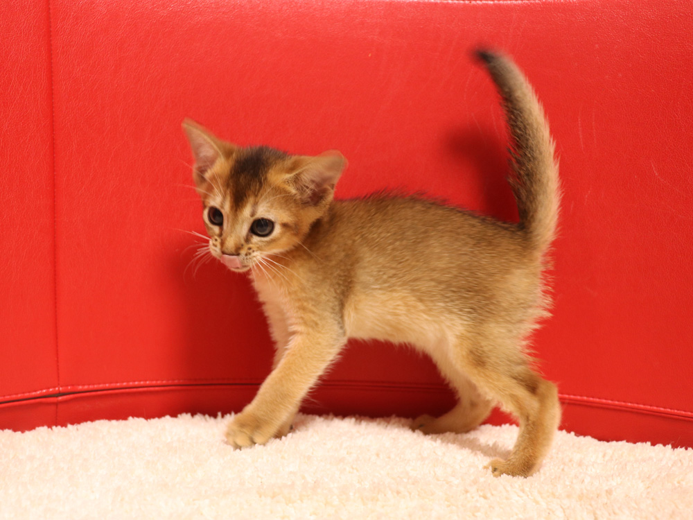 アビシニアンの子猫画像