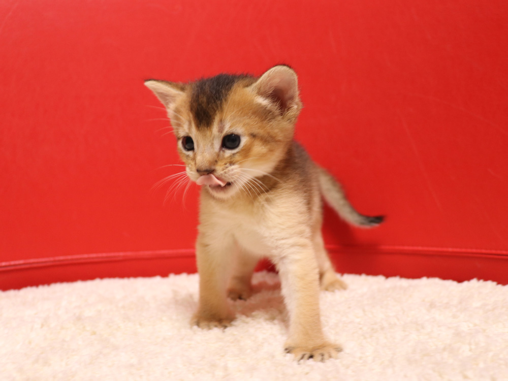 アビシニアンの子猫画像