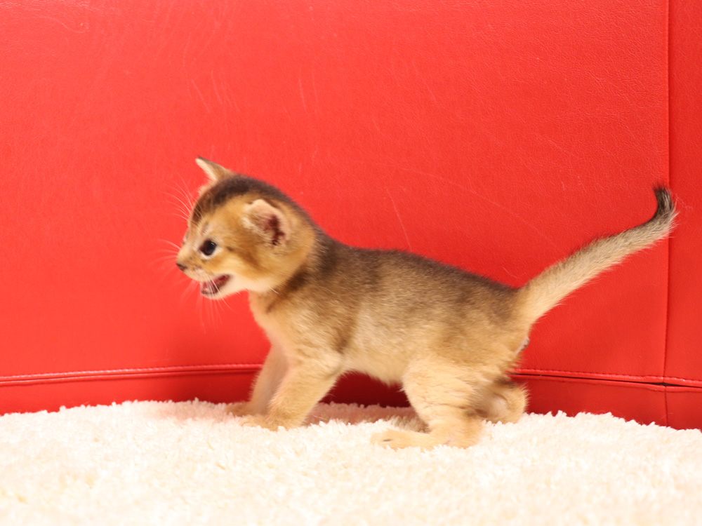 アビシニアンの子猫画像