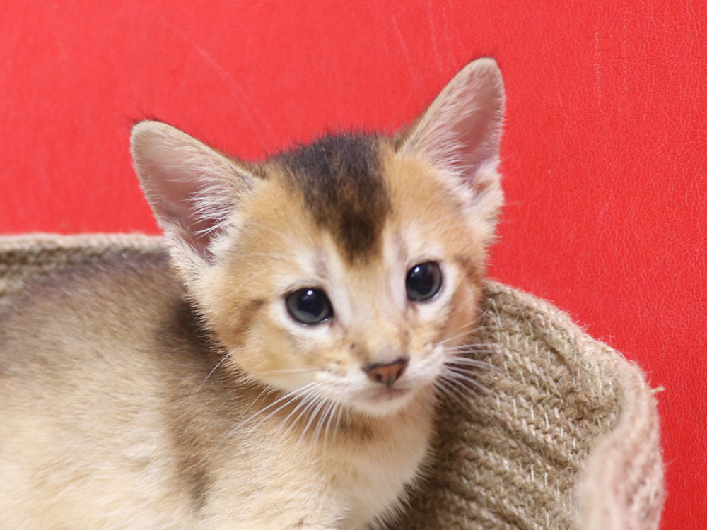 アビシニアンの子猫画像