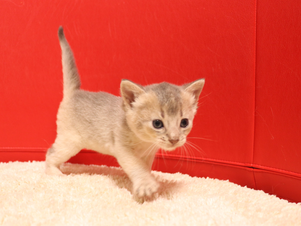 アビシニアンの子猫画像