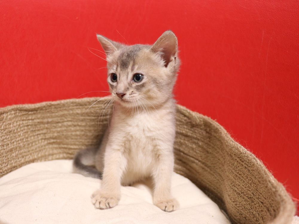 アビシニアンの子猫画像